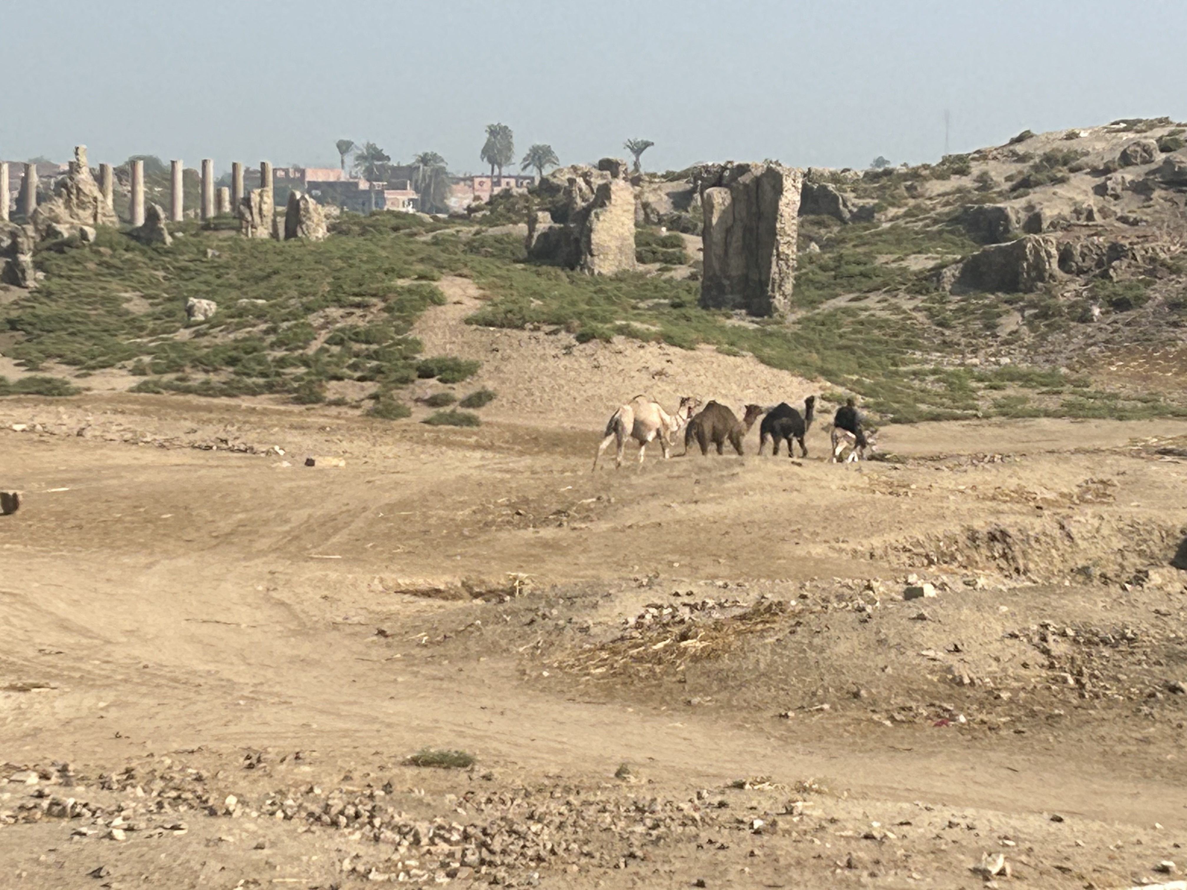 Camels near the excavation site