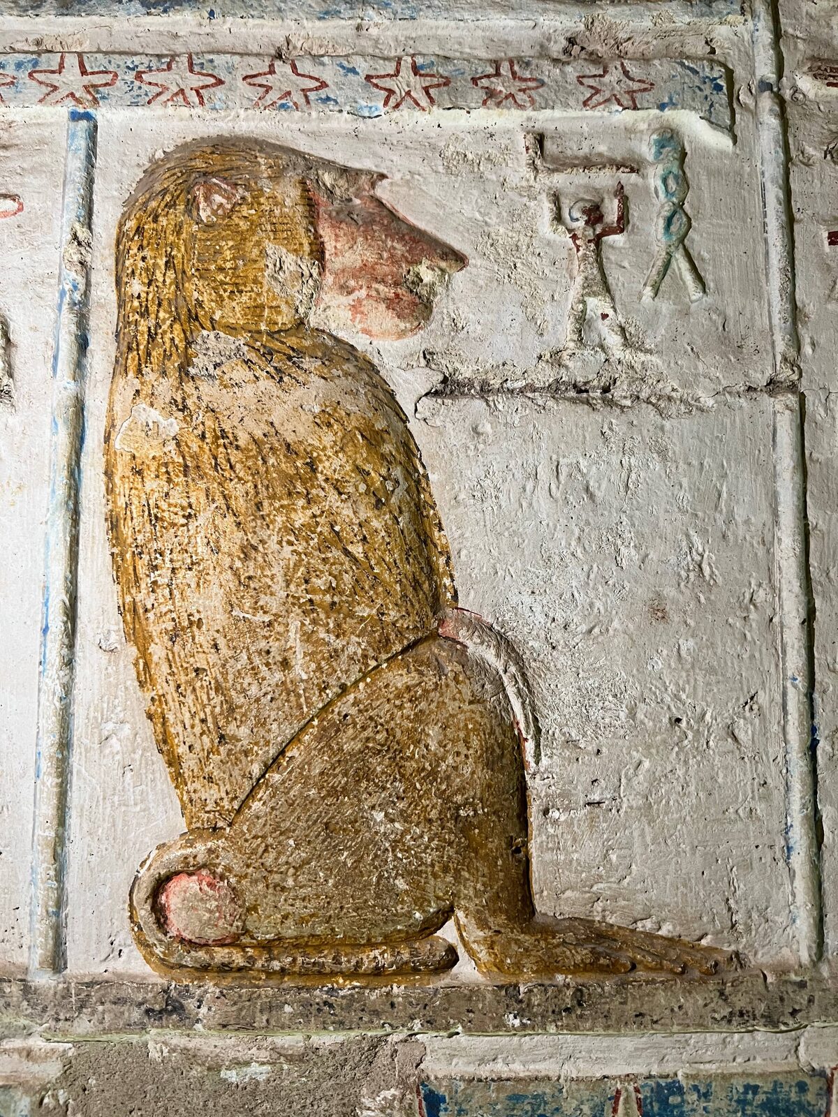 Image of baboon